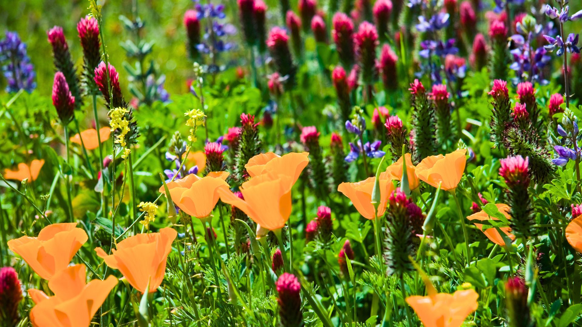 Only Humans are Alone