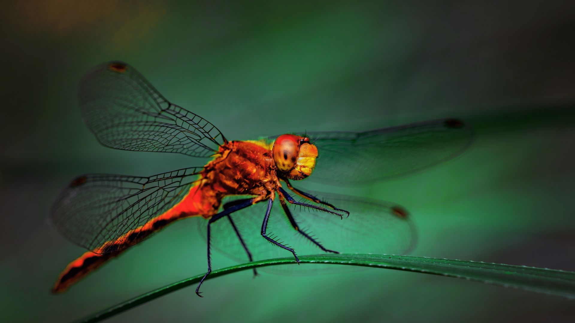 The Transition from art to the Artist: Do you see God through Nature? (Part 3)